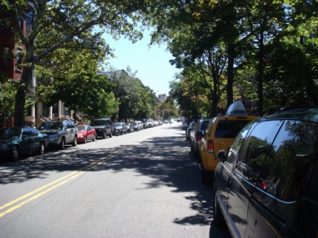 Park Slope trees 1