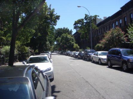 Park Slope trees 2