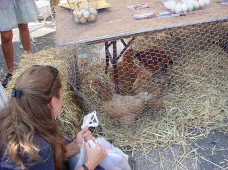 20070908-union-square-05-bronx-group-chickens.jpg