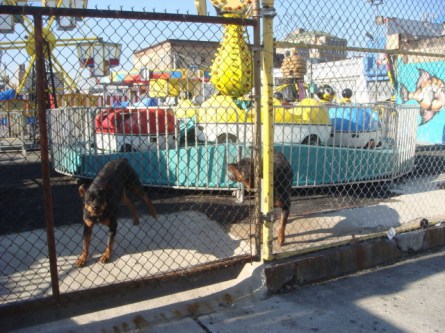 20071228-coney-island-07-guard-dogs.jpg
