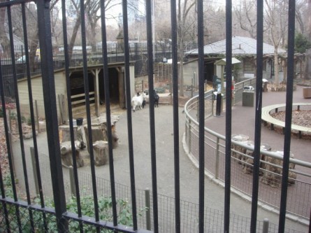 20080126-central-park-zoo-01-near-66th-street.jpg