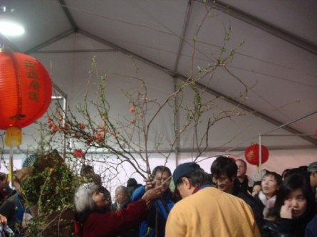 20080202-chinatown-flower-market-07.jpg