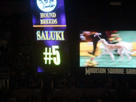 20080211-westminster-17-saluki-_5.jpg
