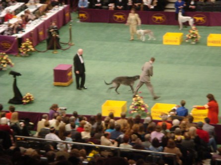 20080211-westminster-18-scottish-deerhound-_8.jpg