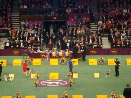 20080211-westminster-20-hound-group-finals.jpg