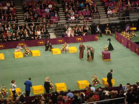20080211-westminster-21-airdale-terrier-_7.jpg