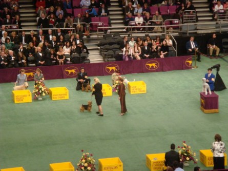 20080211-westminster-23-australian-terrier-_11.jpg