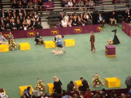 20080211-westminster-32-glen-of-imaal-terrier-_10.jpg