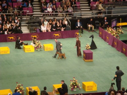 20080211-westminster-33-irish-terrier-_8.jpg
