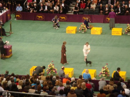 20080211-westminster-37-manchester-terrier-standard-_9.jpg