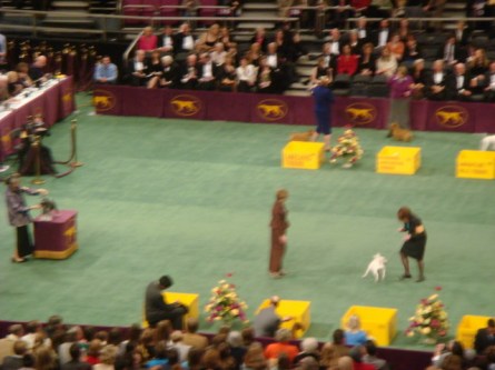 20080211-westminster-38-miniature-bull-terrier-_11.jpg