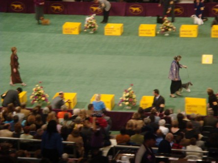 20080211-westminster-39-miniature-schnauzer-_5.jpg