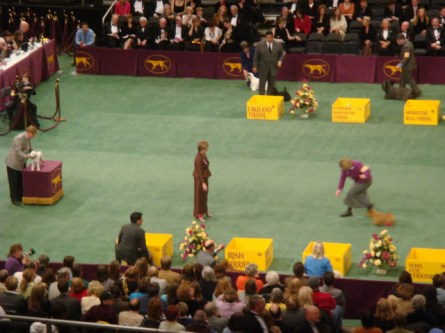 20080211-westminster-41-norwich-terrier-_8.jpg