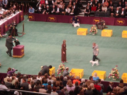 20080211-westminster-42-parson-russell-terrier-_5.jpg