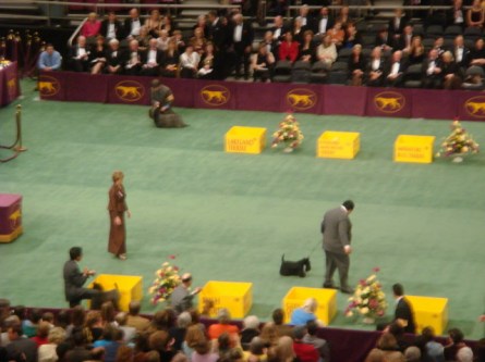 20080211-westminster-43-scottish-terrier-_8.jpg