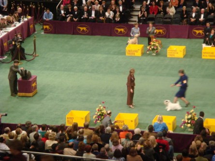 20080211-westminster-44-sealyham-terrier-_5.jpg