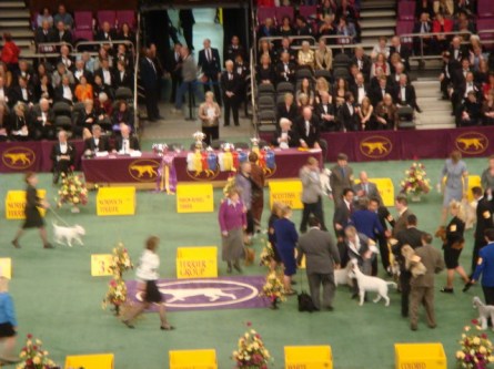 20080211-westminster-50-terrier-winner-congratulated.jpg