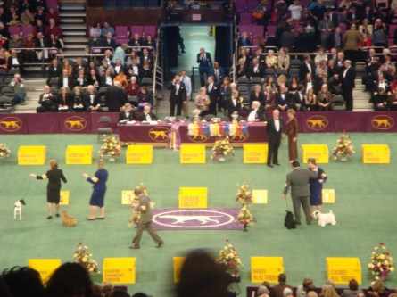 20080211-westminster-51-terrier-final-four.jpg